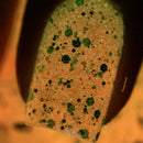 Cadillacquer - The Night‘s A Brighter Shade Nail Polish (Glow in the Dark)