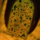 Cadillacquer - Endure and Survive Nail Polish (Glow in the Dark)