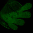 KBShimmer - Glow Getter Nail Polish (Glow in the Dark)