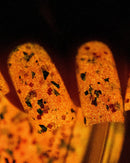 Colores de Carol - Bat Nachos Nail Polish (Glow in the Dark)