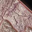 Whats Up Beauty - Serengeti Highlighter Duo - Shade Safari Sunset